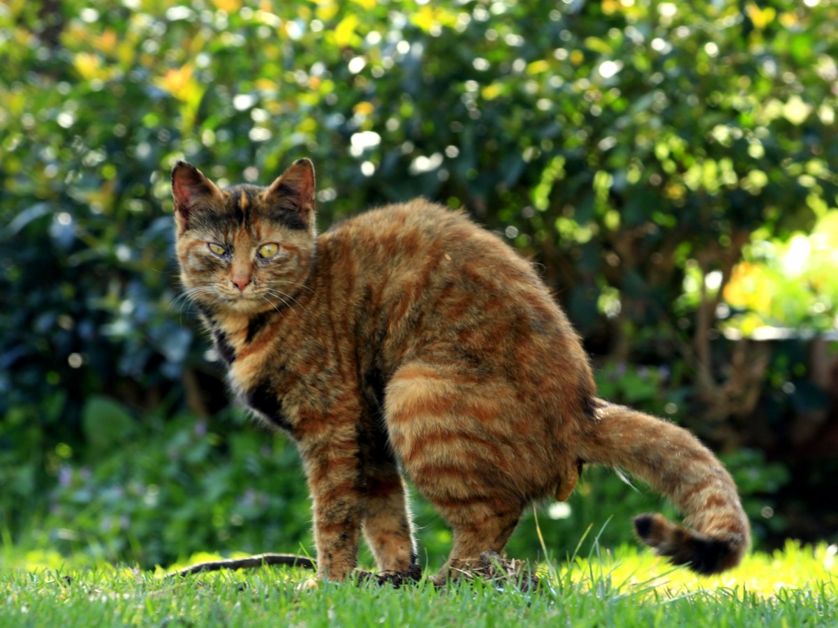 Katze setzt Kot auf den Rasen ab.