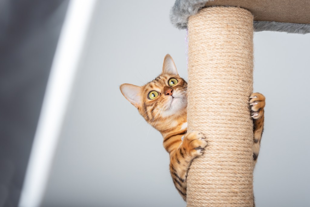 Katze kratzt an Kratzbaum.