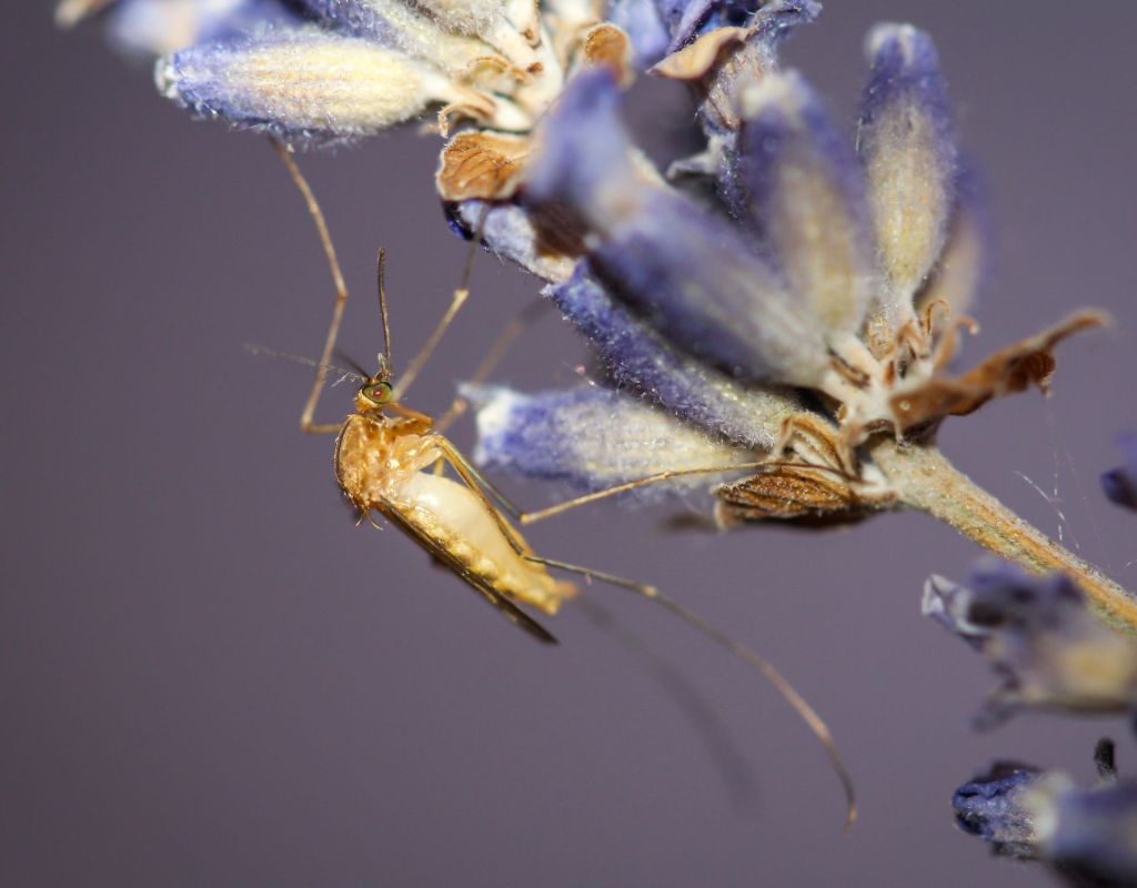 winterharte pflanzen gegen mücken