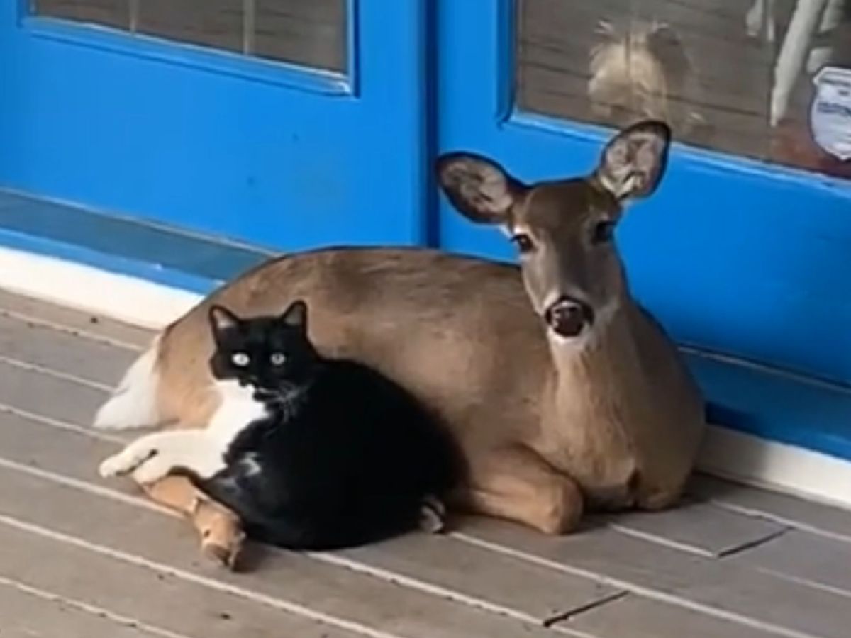 Katze und Reh sind unzertrennlich