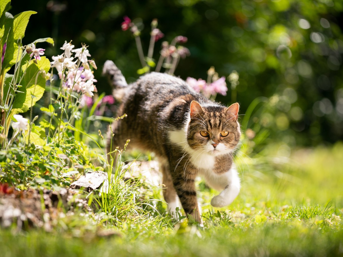 Katze lÃ¤uft aus dem Blumenbeet.