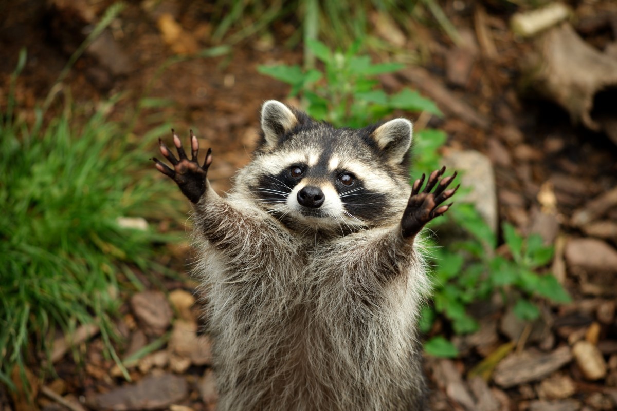 Waschbär im Garten hebt die Hände