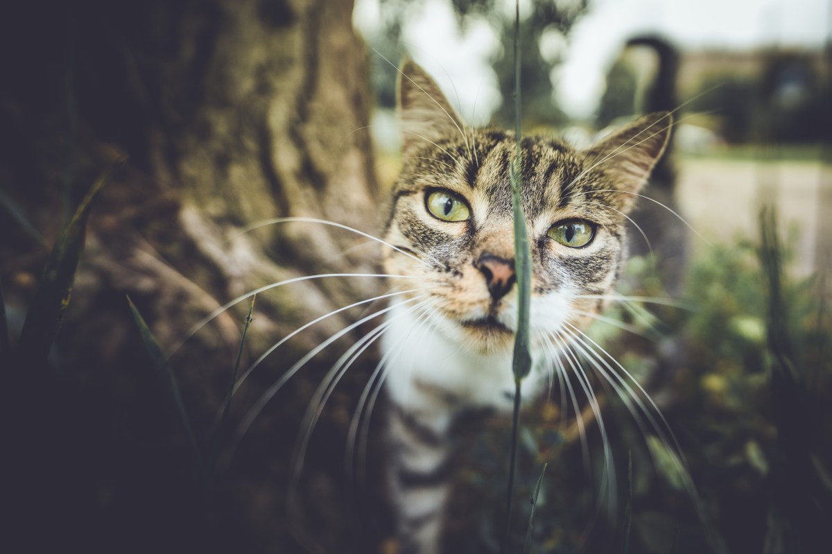 Katze im Gras schaut in die Kamera.