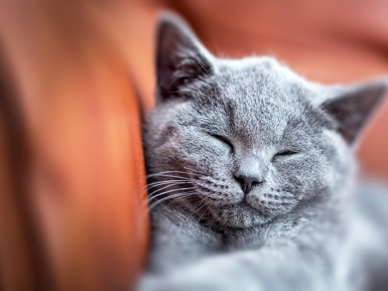 Graue Katze schläft auf dem Sofa.