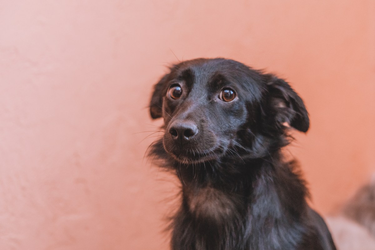 Hund mit traurigem Blick