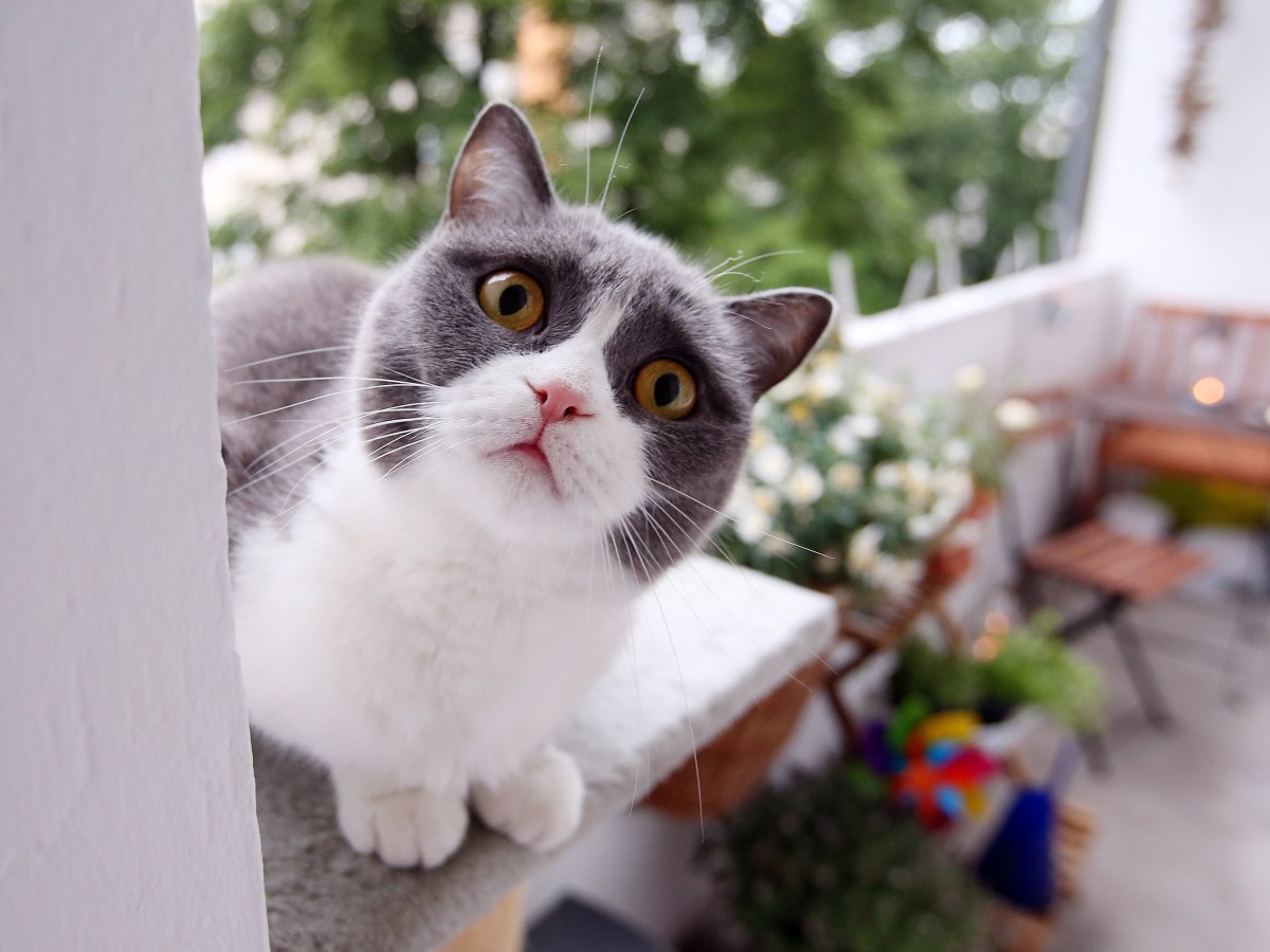 Sommer: 5 Tricks, die deinen Balkon zum Katzenparadies machen