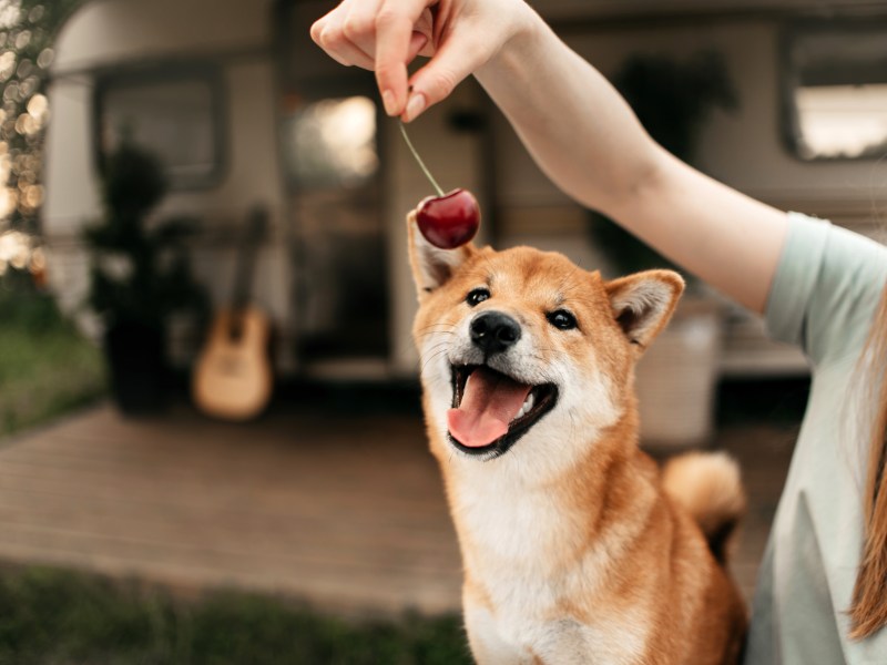 Frau hält Hund eine Kirsche vor die Nase.