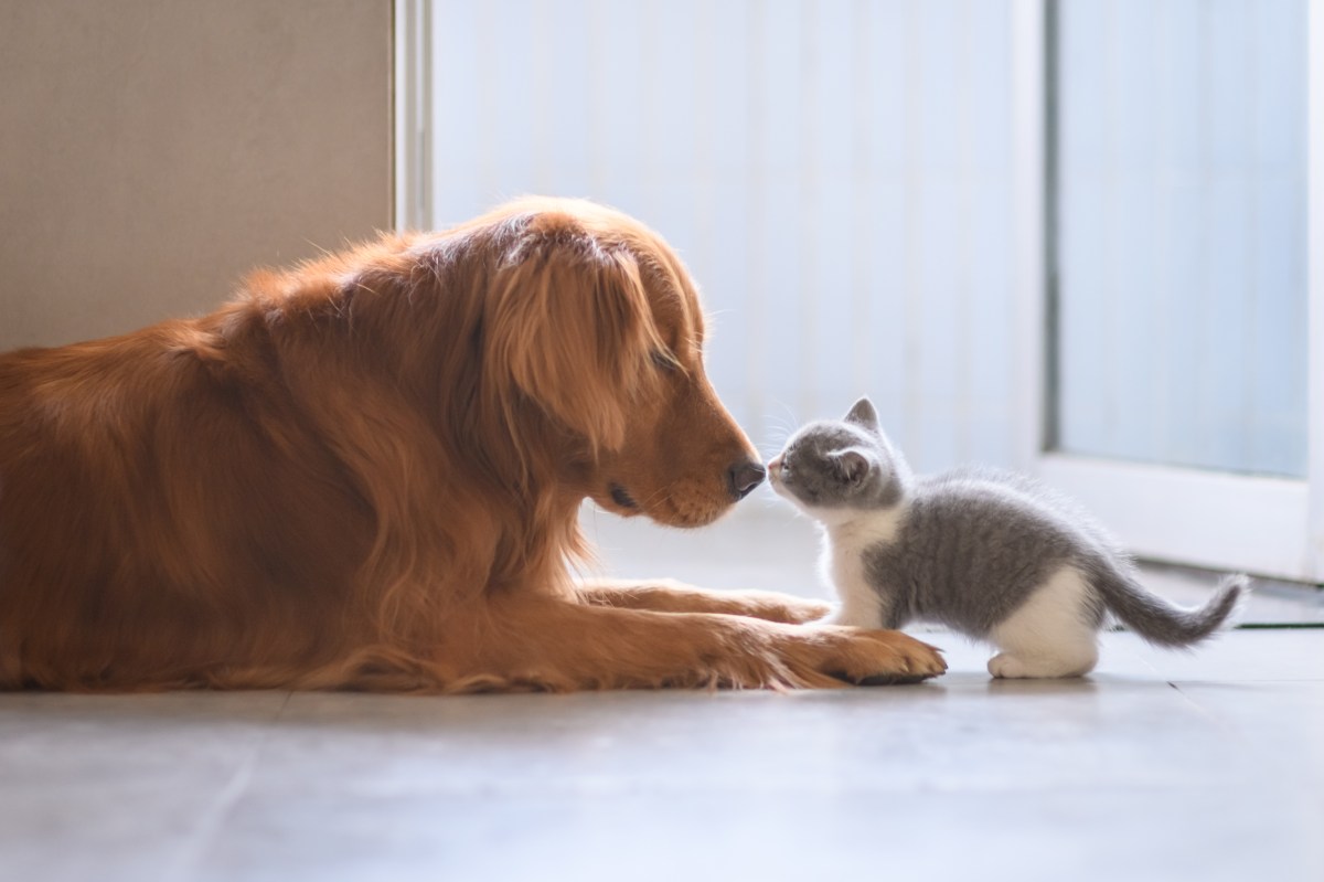 Hund und Katze geben sich einen Nasenkuss.