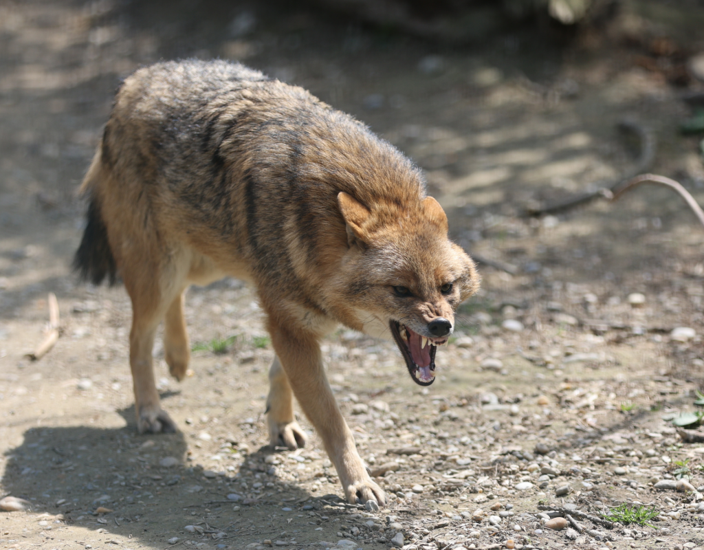 Goldschakal zeigt seine Z&auml;hne bei Angriff