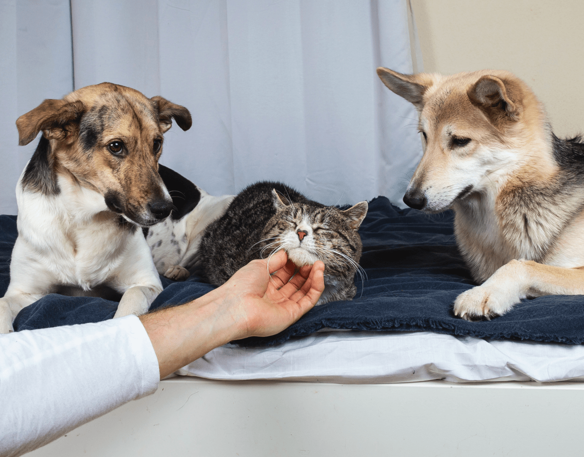 Hunde sind eifersüchtig, weil Katze gestreichelt wird.