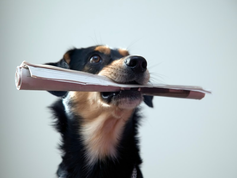 Hund mit Zeitung im Maul