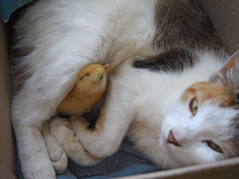 Katze liegt mit Küken in einer Box.