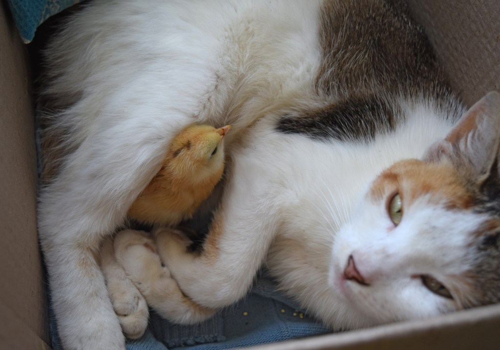 Katze liegt mit Küken in einer Box.