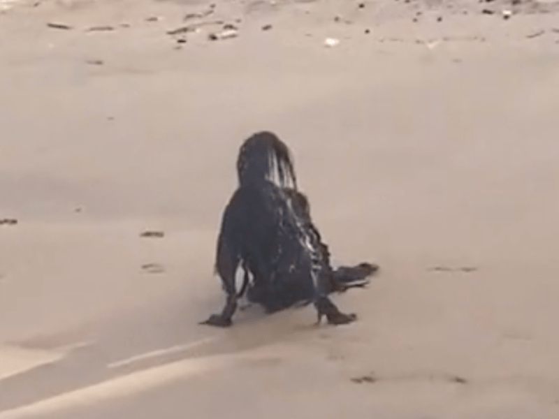 Optische Täuschung am Strand ist ein Hund.