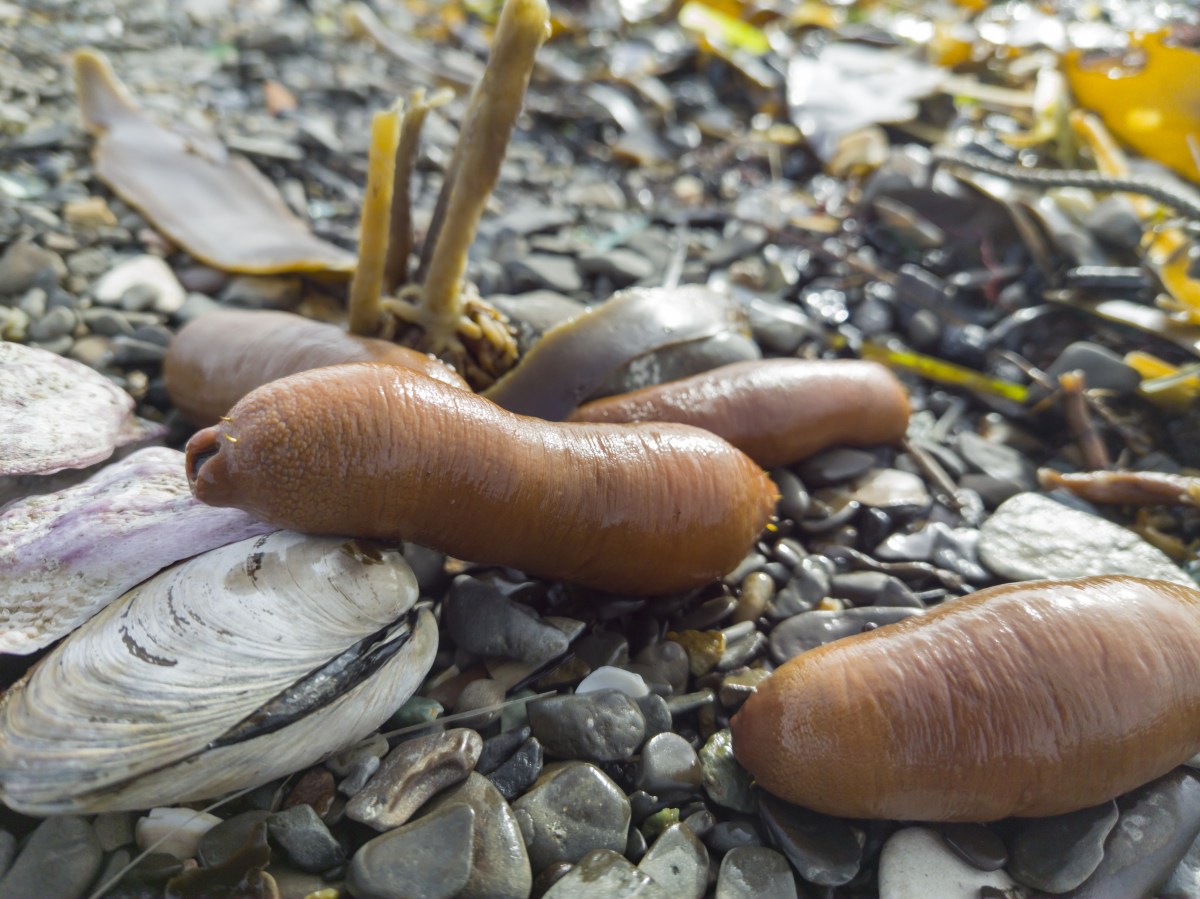 Penisfische liegen am Strand