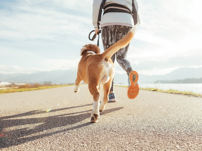 Frau und Hund laufen auf Asphalt.