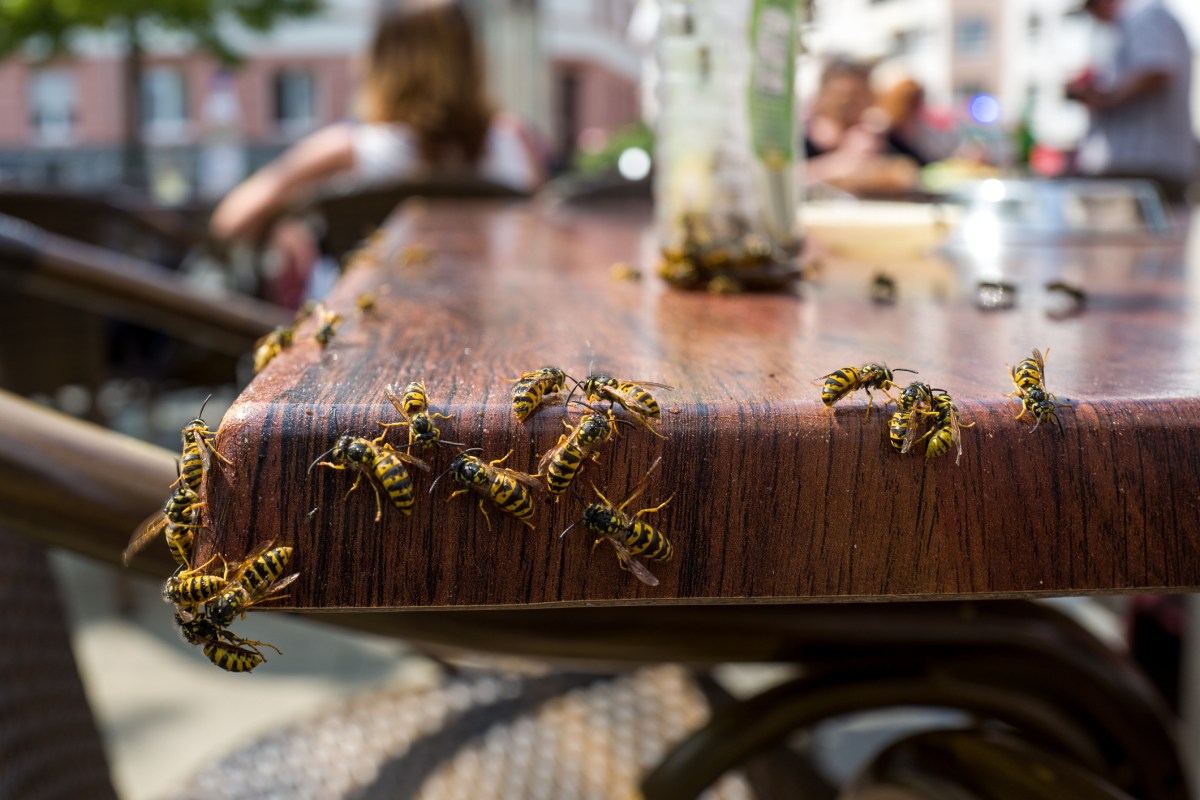 wespen auf einem tisch