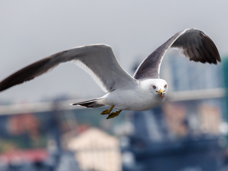 Killer-Möwe unterwegs