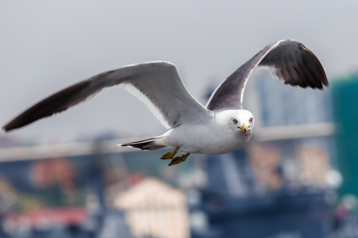 Killer-Möwe unterwegs