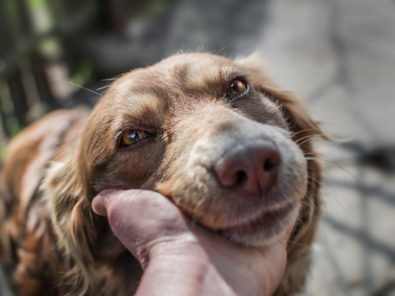 Alter, brauner Hund wird gestreichelt.