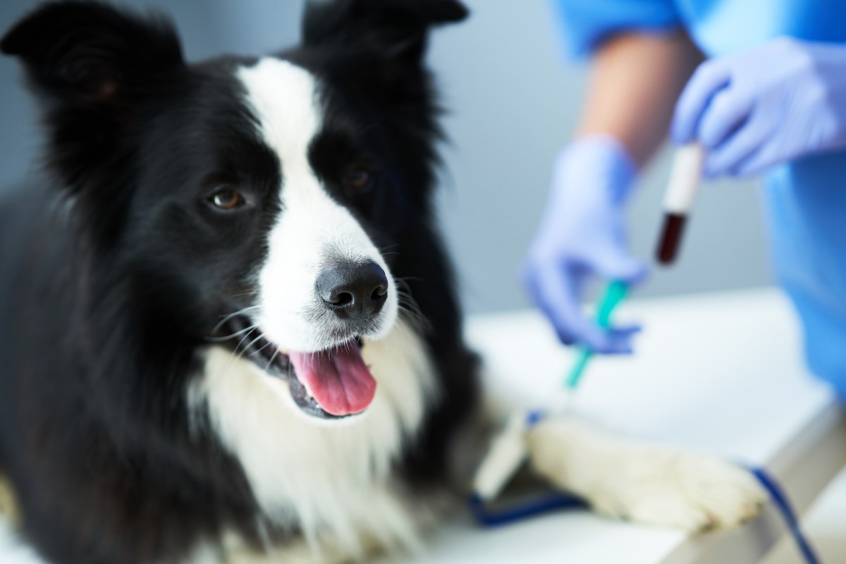 Hund beim Tierarzt bei einer Blutspende