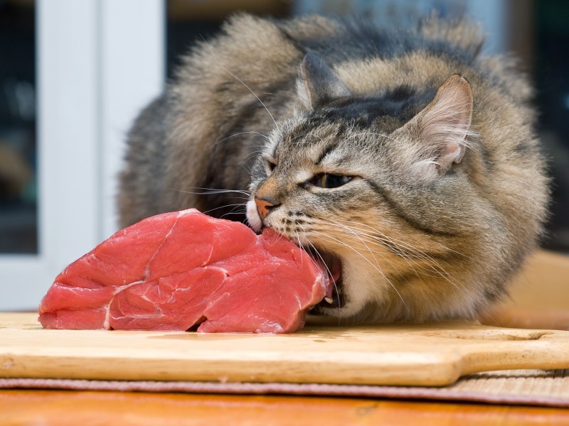 Katze frisst Schweinefleisch