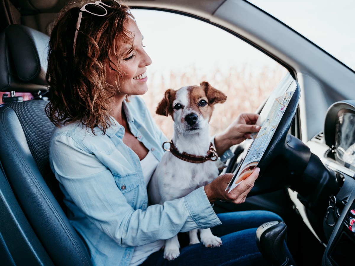 Frau mit Hund auf dem SchoÃŸ wÃ¤hrend Autofahren