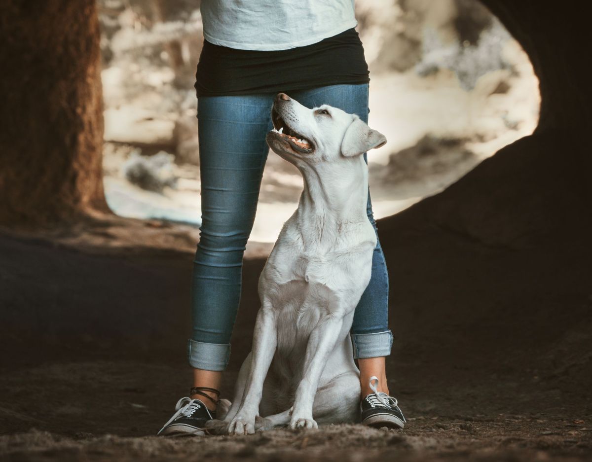 Hund leckt einer Frau im Schritt