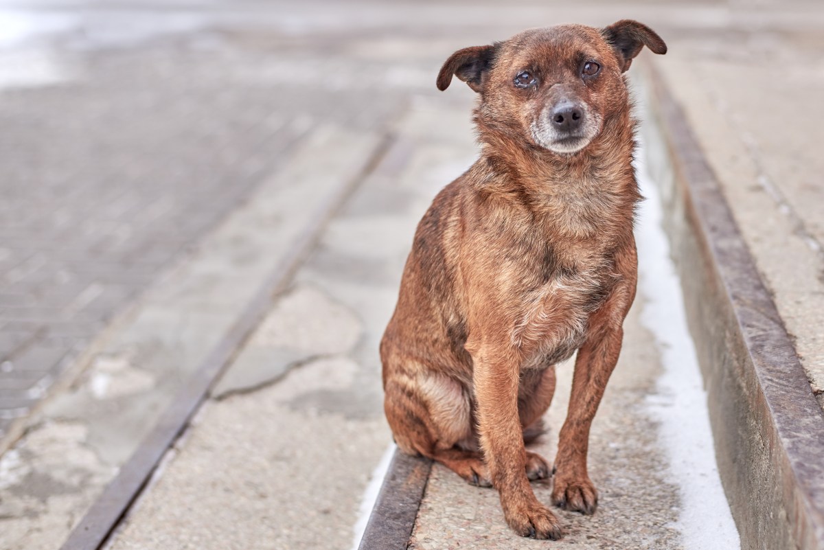 Hund auf der Straße mit traurigem Blick