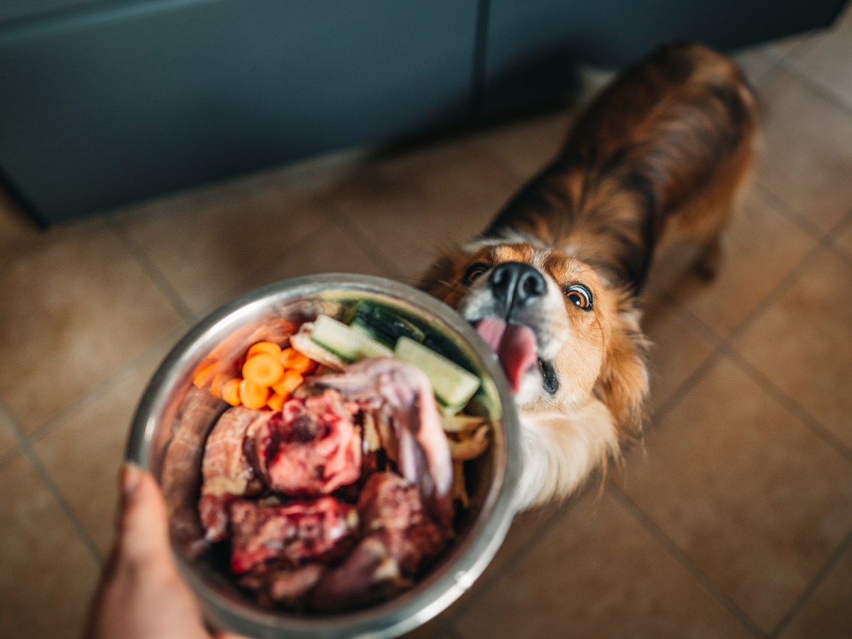 Hund mit Hundefutter-Alternativen wie GemÃ¼se im Napf