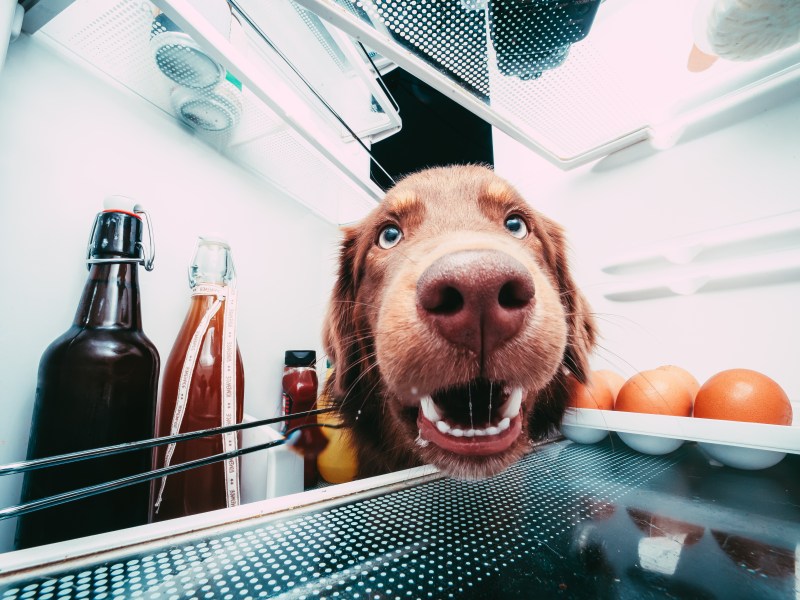 Hund schaut nach Futter im Kühlschrank