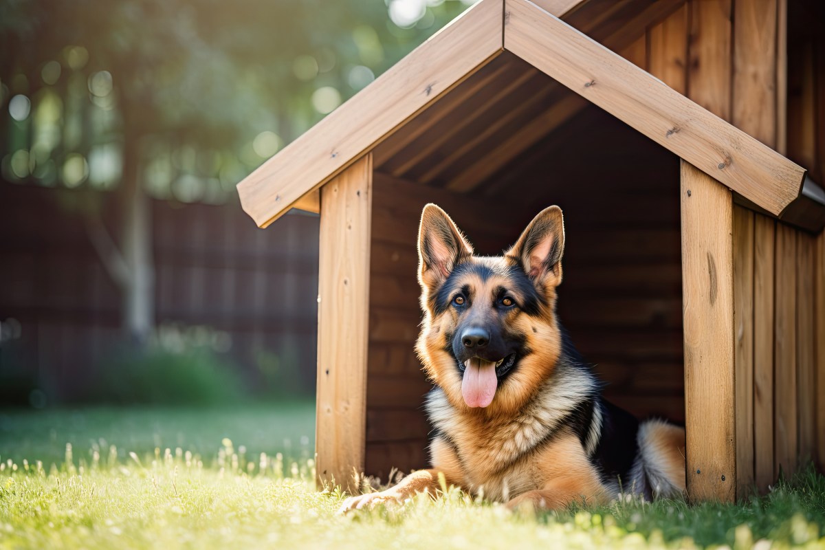 Hund liegt in Hundehütte