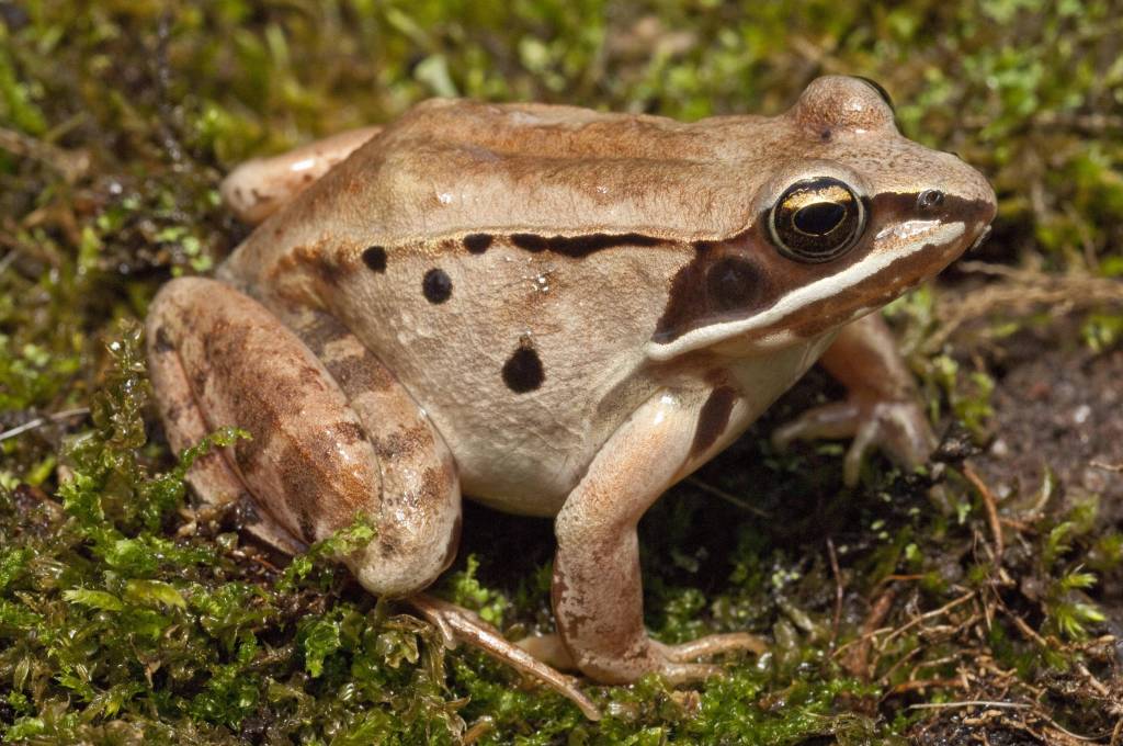 Waldlaubfrosch (Rana sylvatica