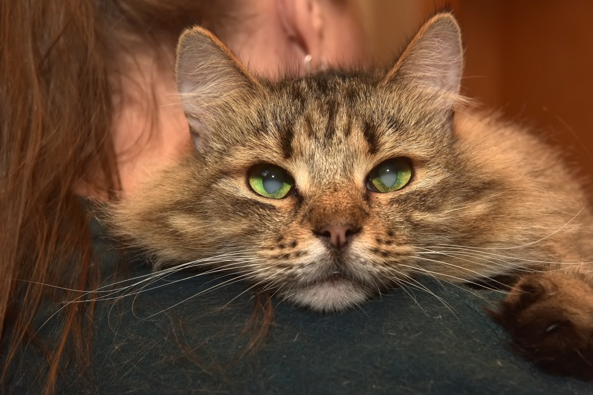 Katze ist erblindet und liegt auf dem Arm einer Frau