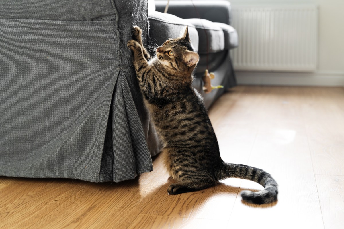 Katze kratzt am Sofa