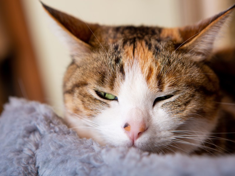 Katze schläft mit offenen Augen auf einer Decke.