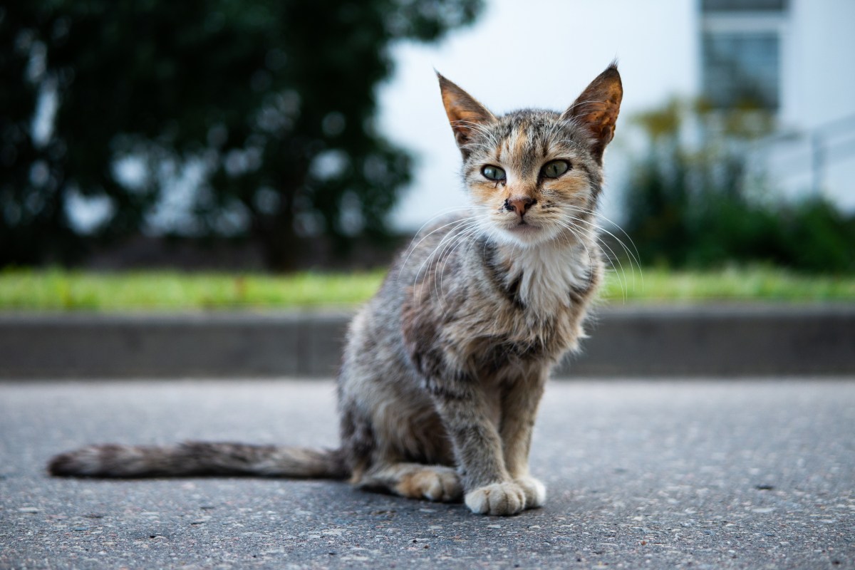 Straßenkatze ist zu dünn