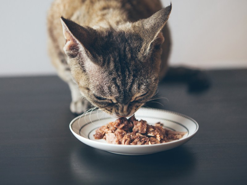 Katze frisst Katzenfutter, das auf dem Tisch steht