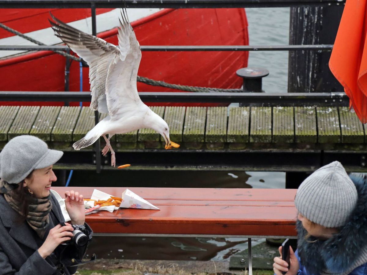 MÃ¶we schnappt sich Pommes.