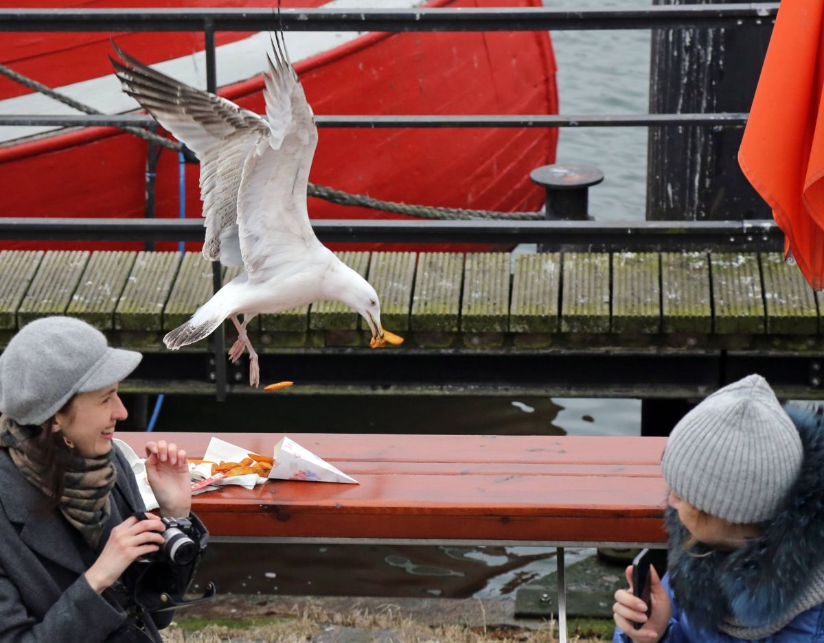 Möwe schnappt sich Pommes.