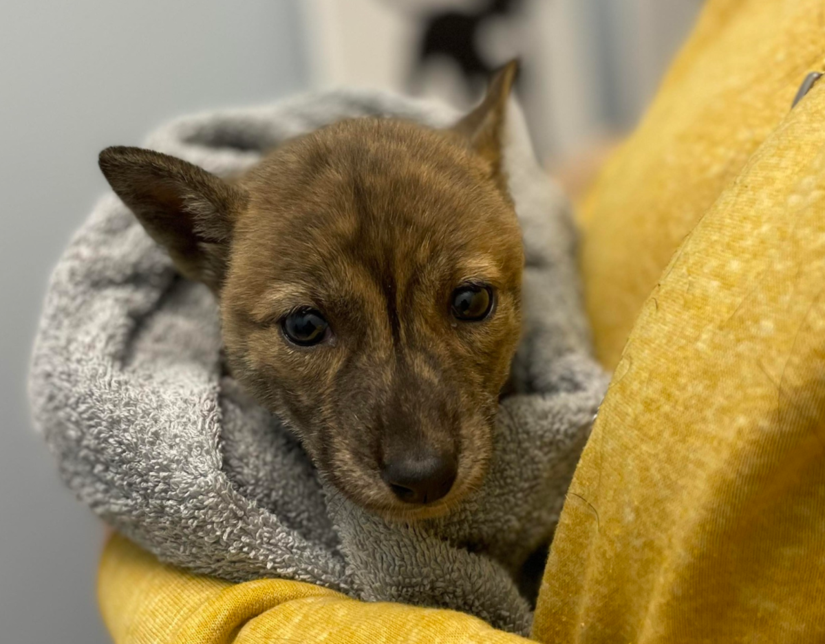 Hund Yoti auf dem Arm seiner Pflegerin.