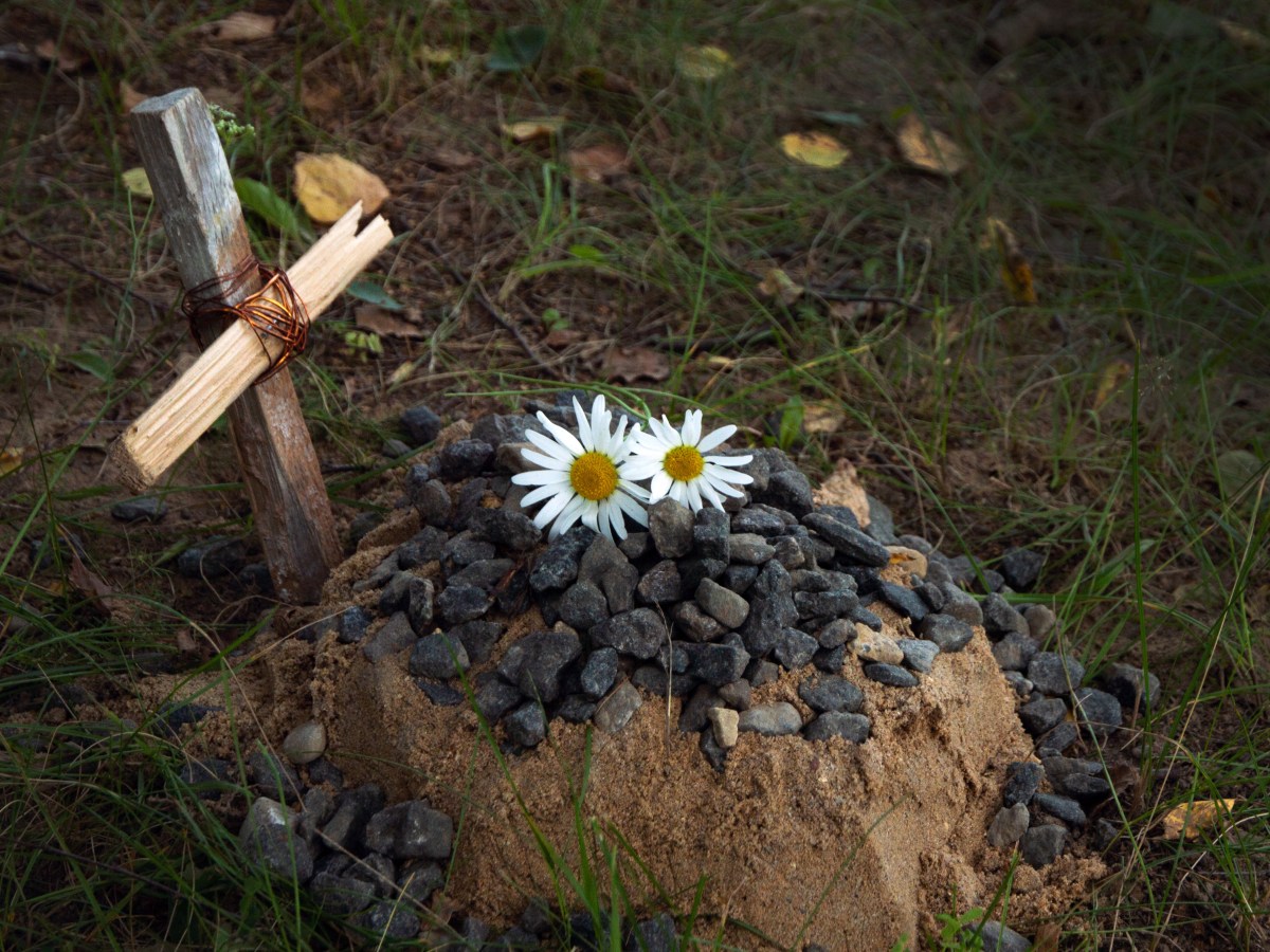 Ein Tiergrab im Garten. Darauf liegen Blumen.