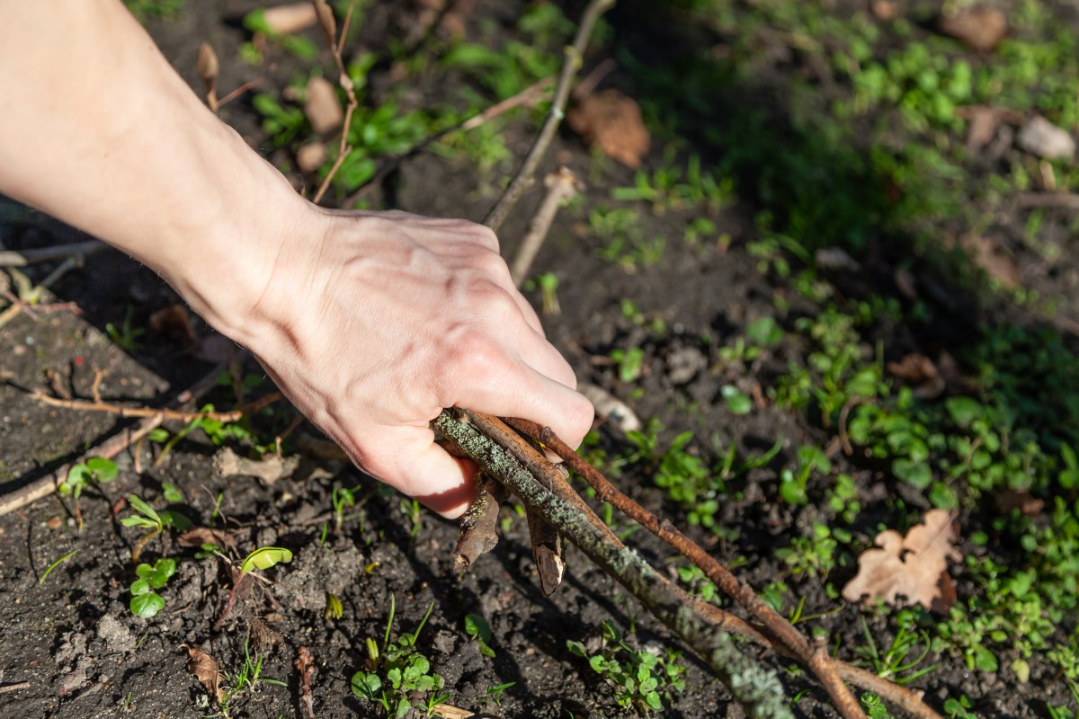 Eine Hand greift nach kleinen Ästen-