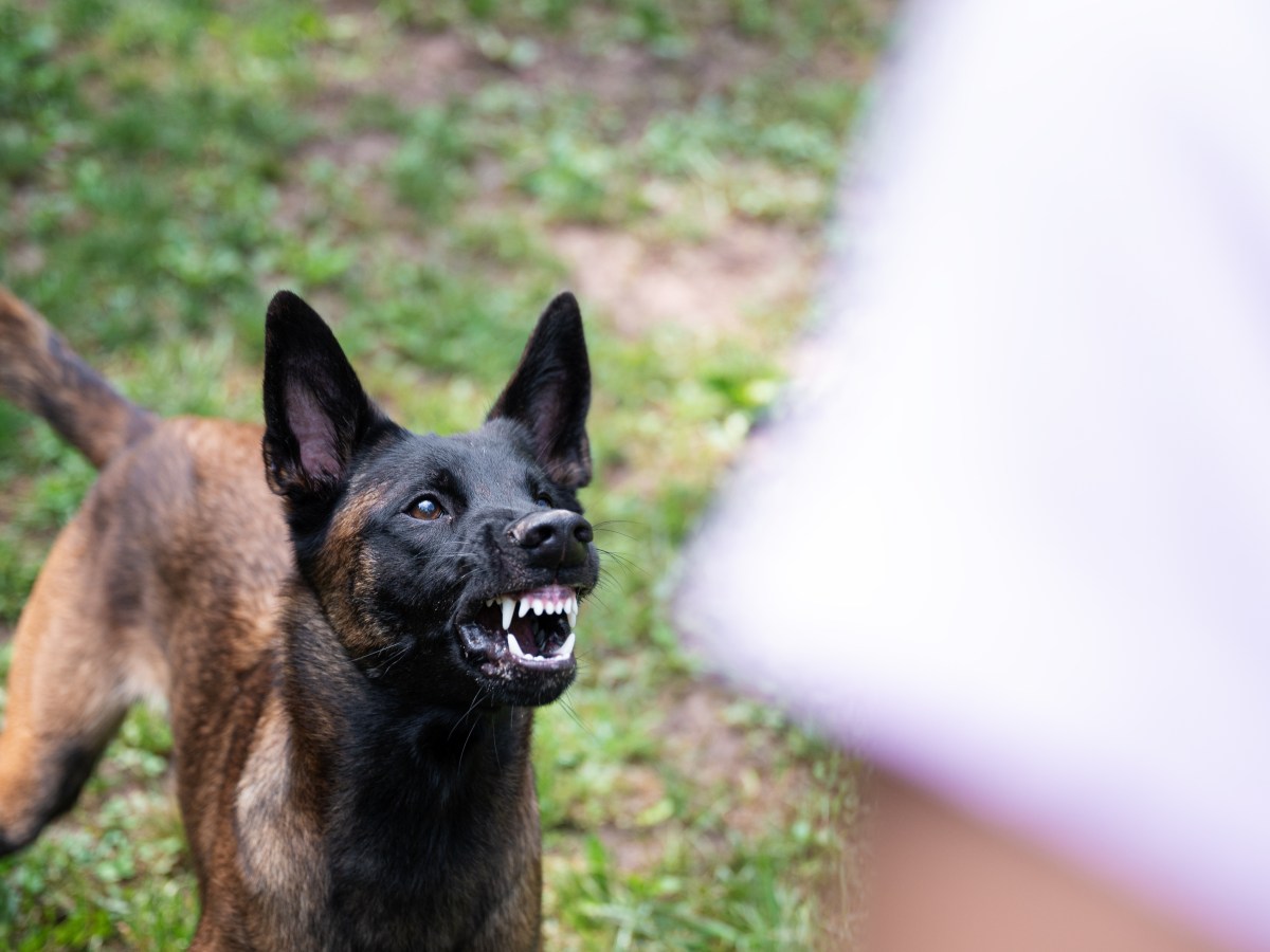 Hund greift an – Navy-Soldat gibt 3 Tipps, wie du dich im Ernstfall verteidigst