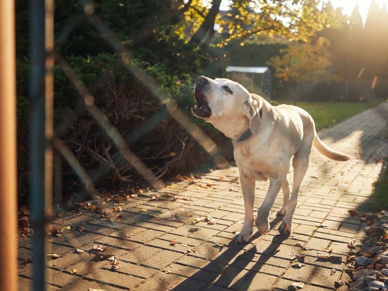 Hund hinter dem Zaun schützt vor Einbrecher