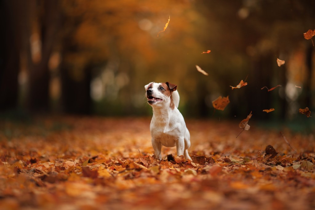 Hund im Herbst