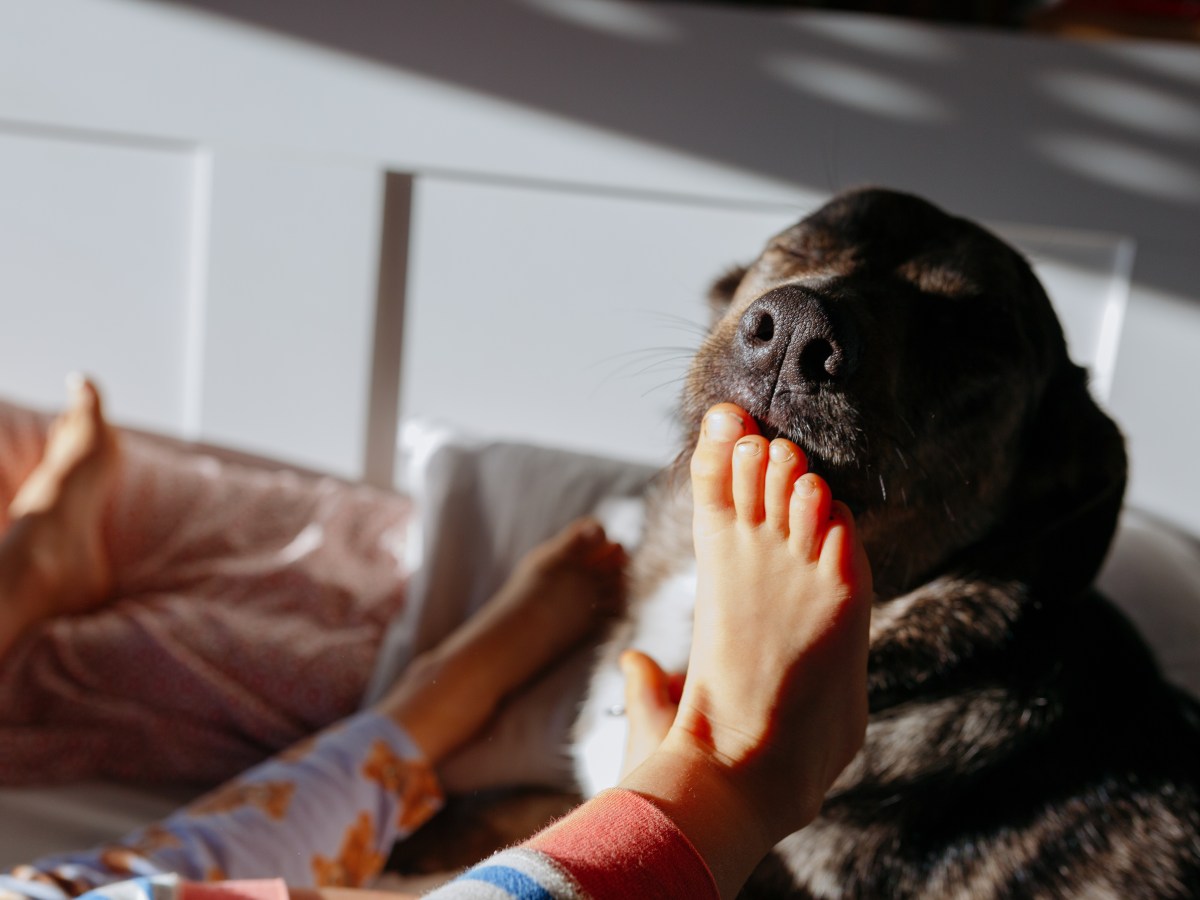 Mein Hund leckt meine Füße ab – was bedeutet das?