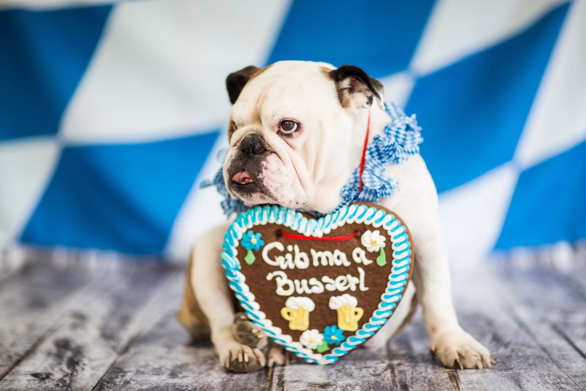 Hund auf dem Oktoberfest