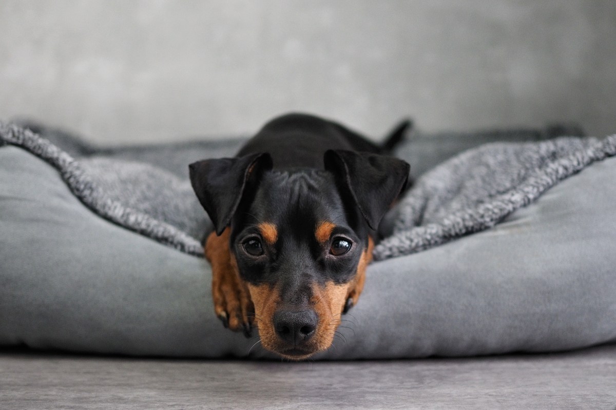 Hundebett waschen Hund liegt im Körbchen