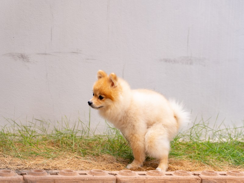 Hund geht auf Hundeklo im Garten